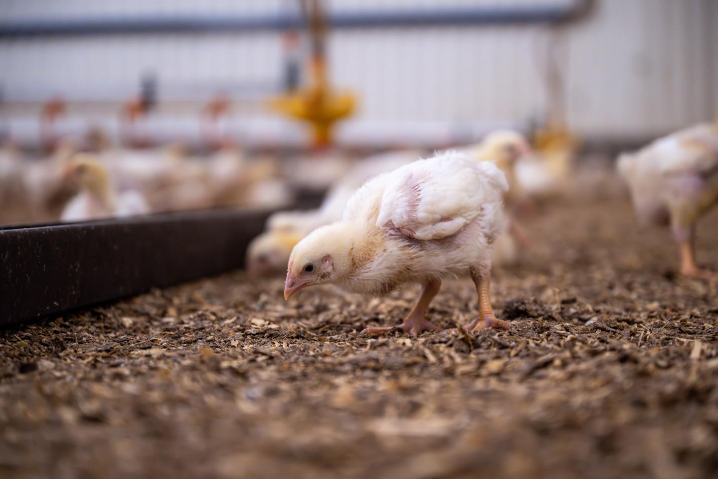 Pickande slaktkyckling