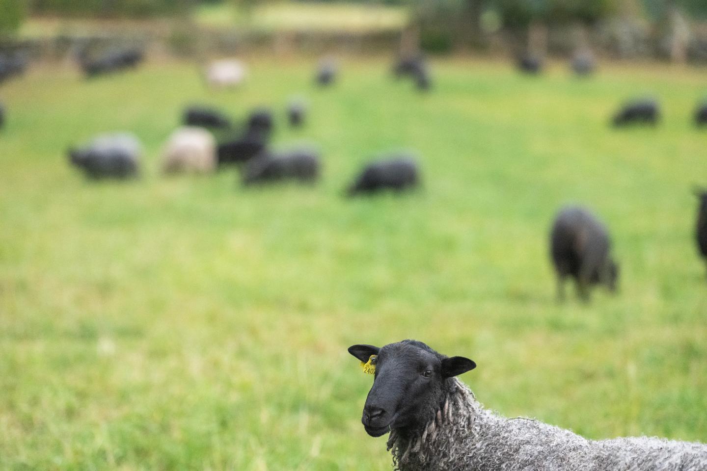 Får i hage