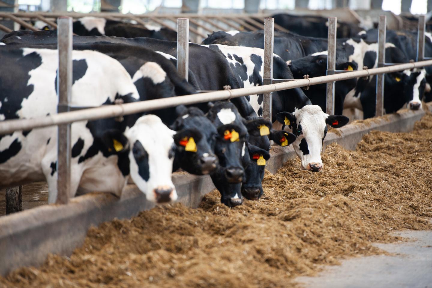 Kor vid ett foderbord fullt med foder