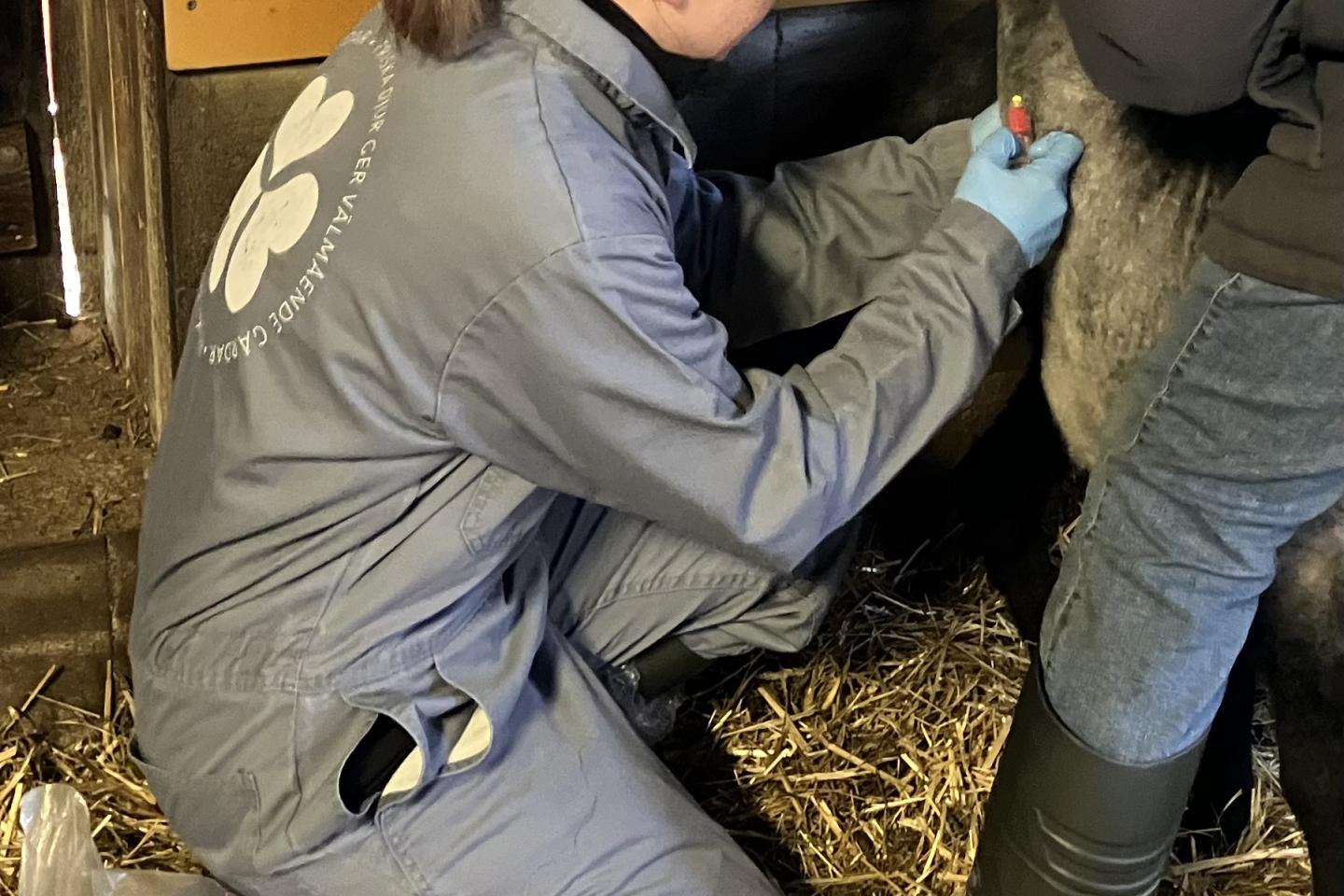 veterinär som tar blodprov på får