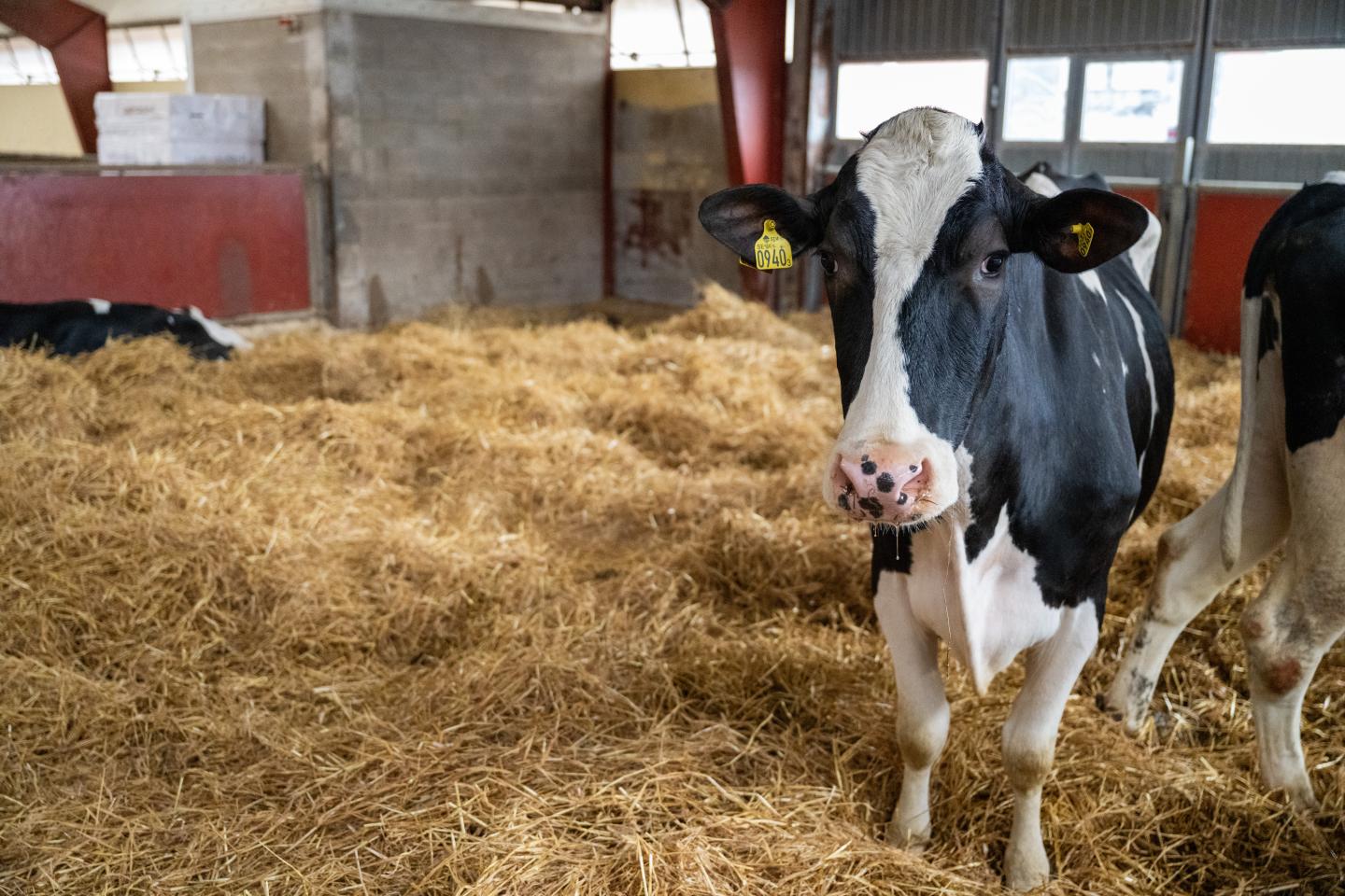 Ko i bädd av halm tittar mot kameran