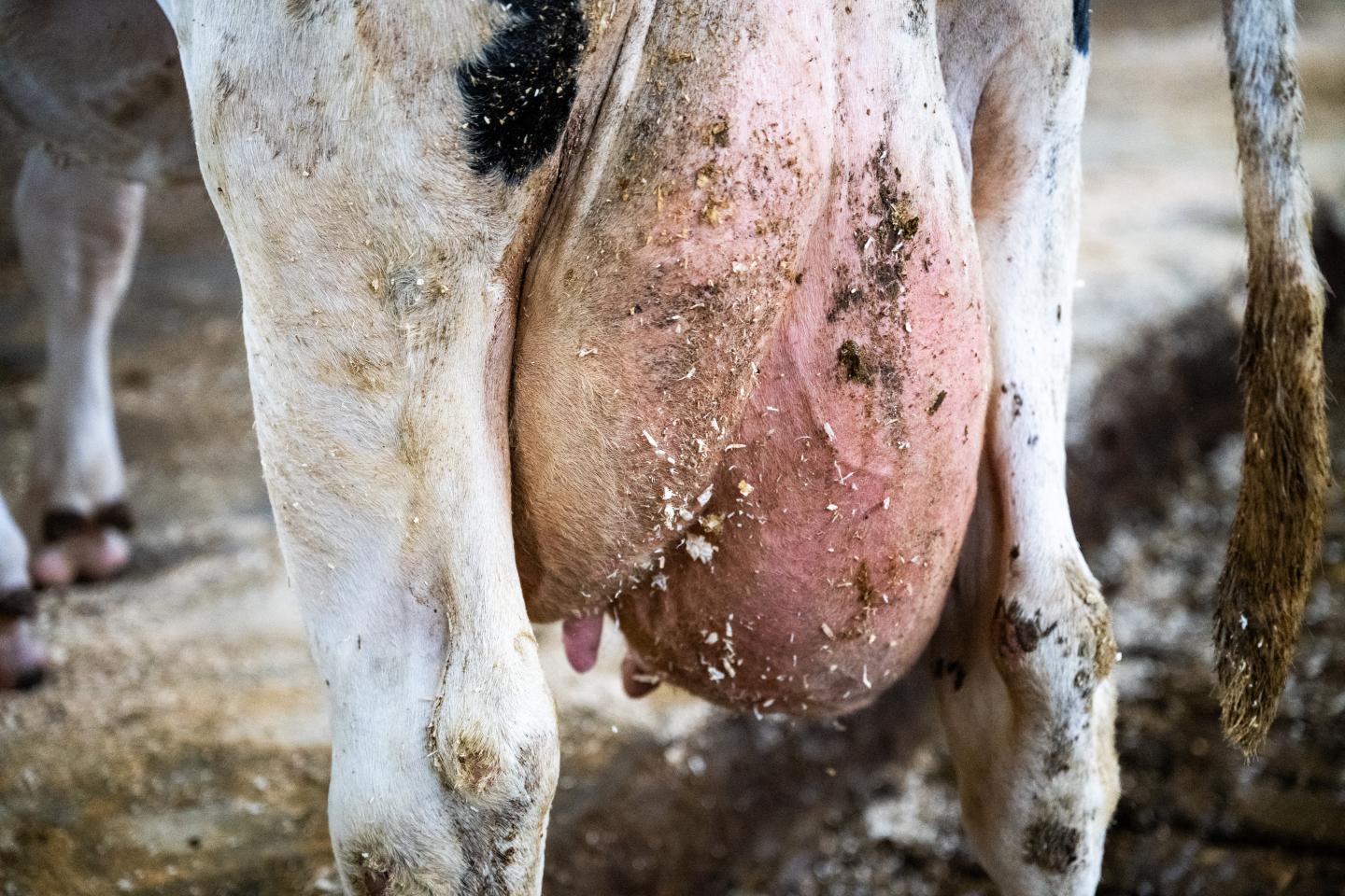 Närbild på ett juver med en svullen juverdel