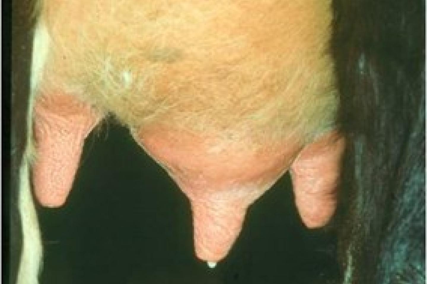 Närbild på juver med svullen juverdel