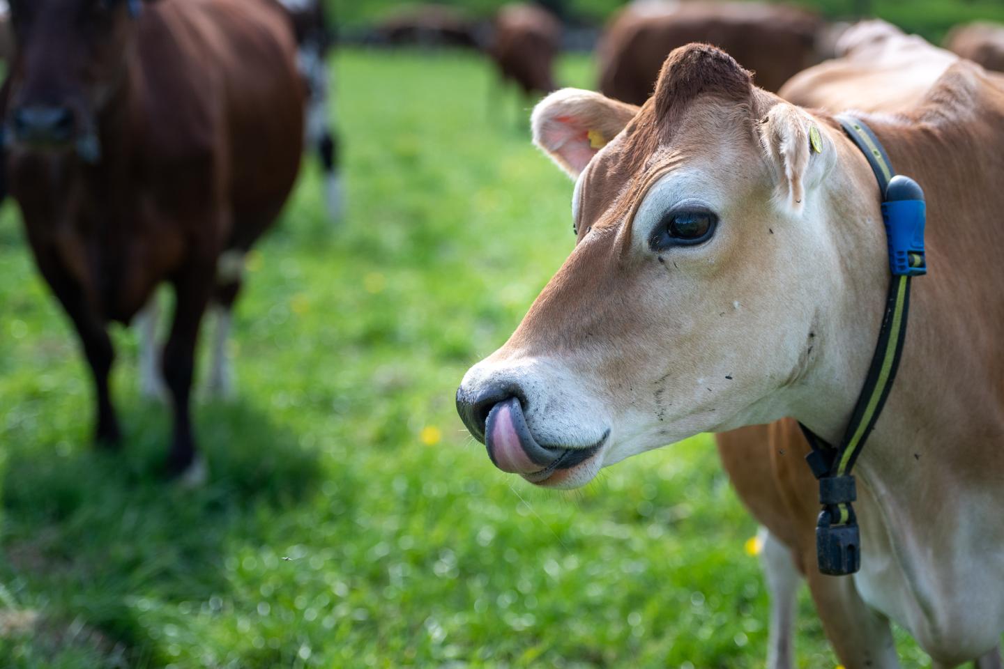 Närbild på ko ute på bete