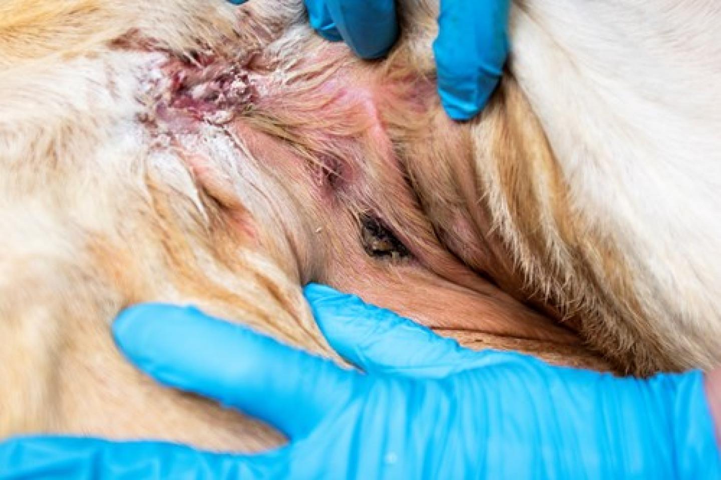 Ljumsksår hos förstakalvare