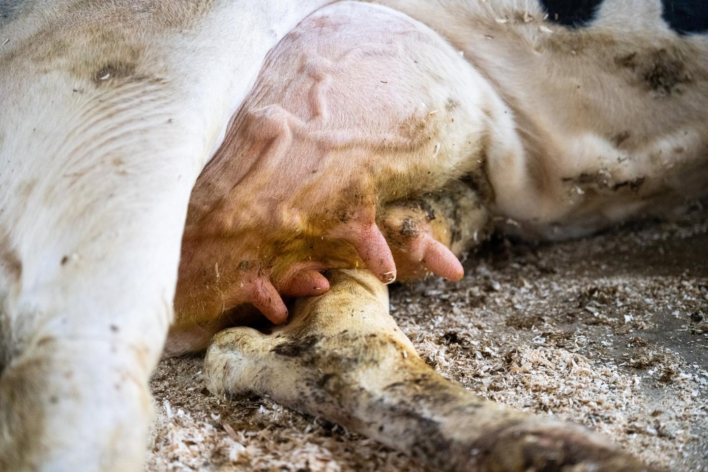 Närbild på juvret från en ko som ligger ner