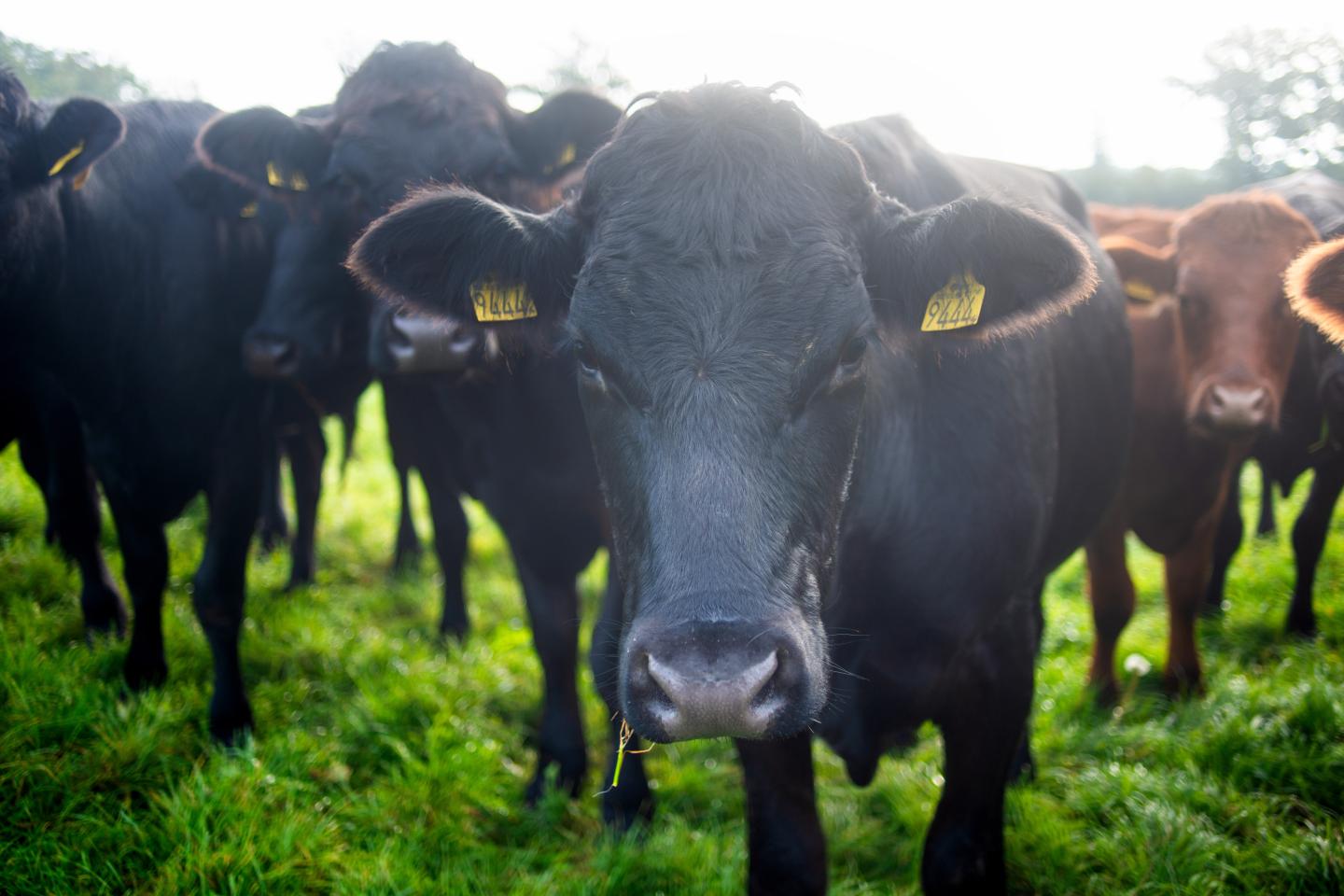 Närbild på kor i grupp ute på bete