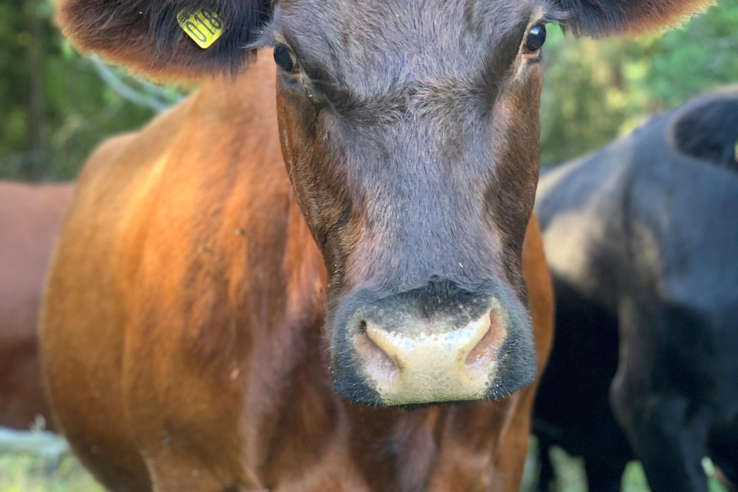 Diko tittar in i kameran