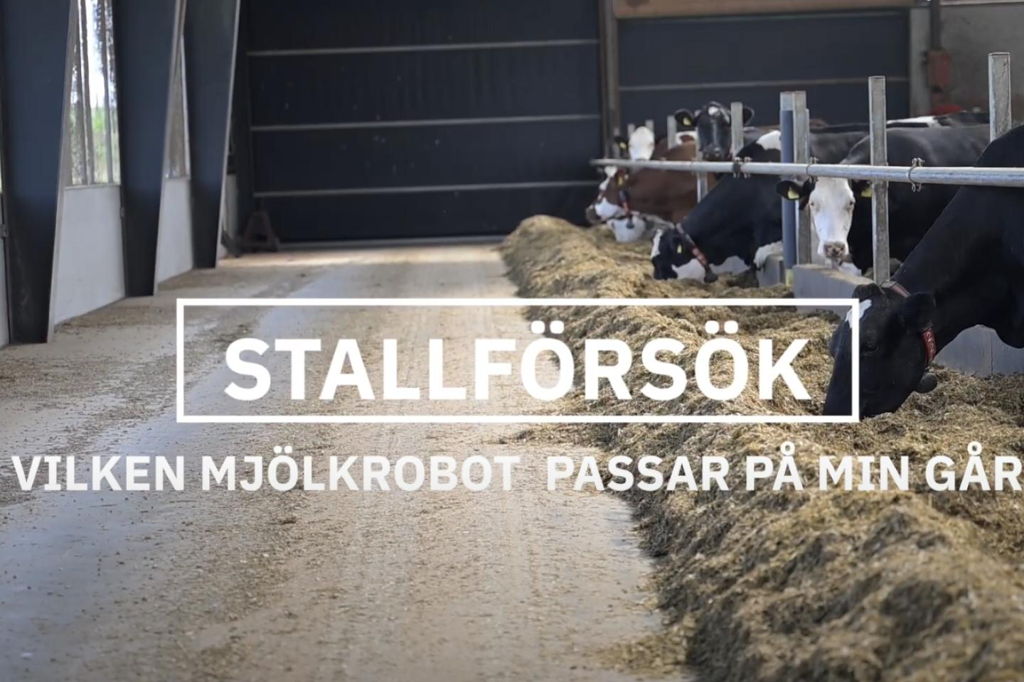 Kor står intill foderbord.