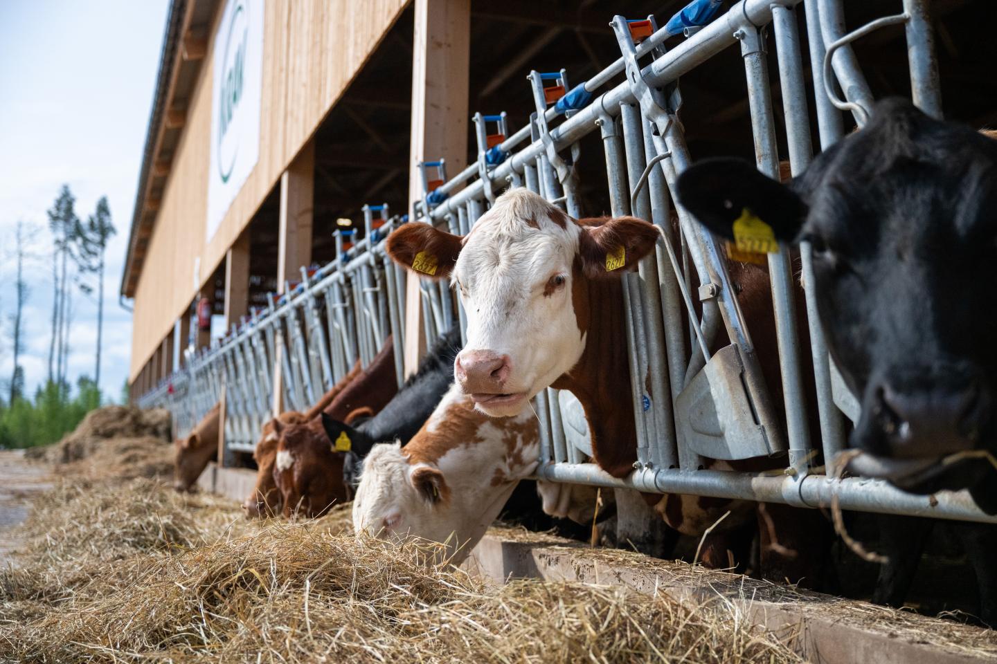 Nötkreatur äter vid ett foderbord