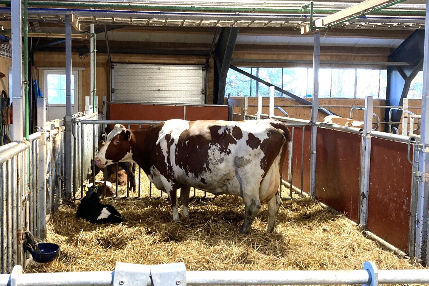 Ko med kalv i ströbädd