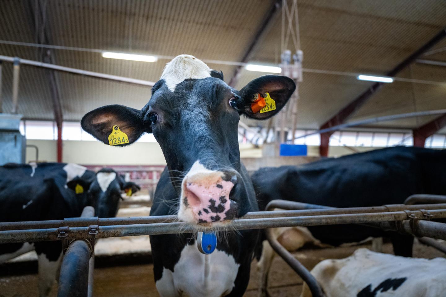 Ko som tittar in i kameran