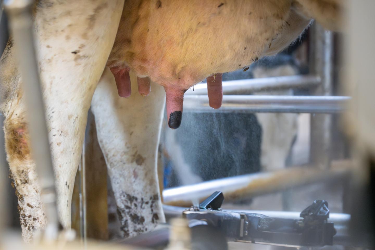 Juver på en mjölkko