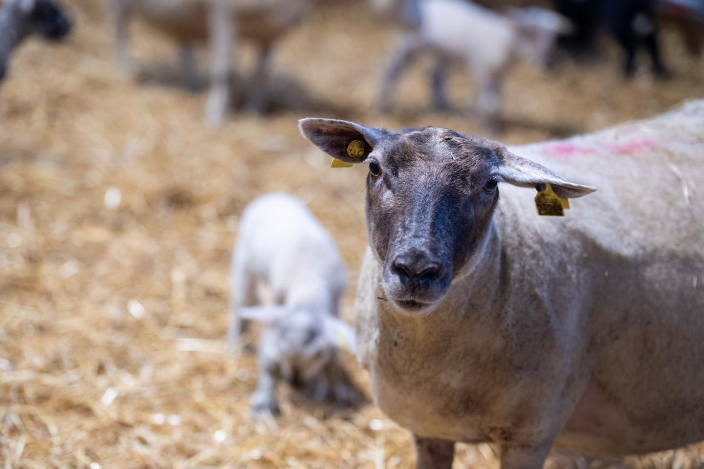 Tacka som tittar in i kameran