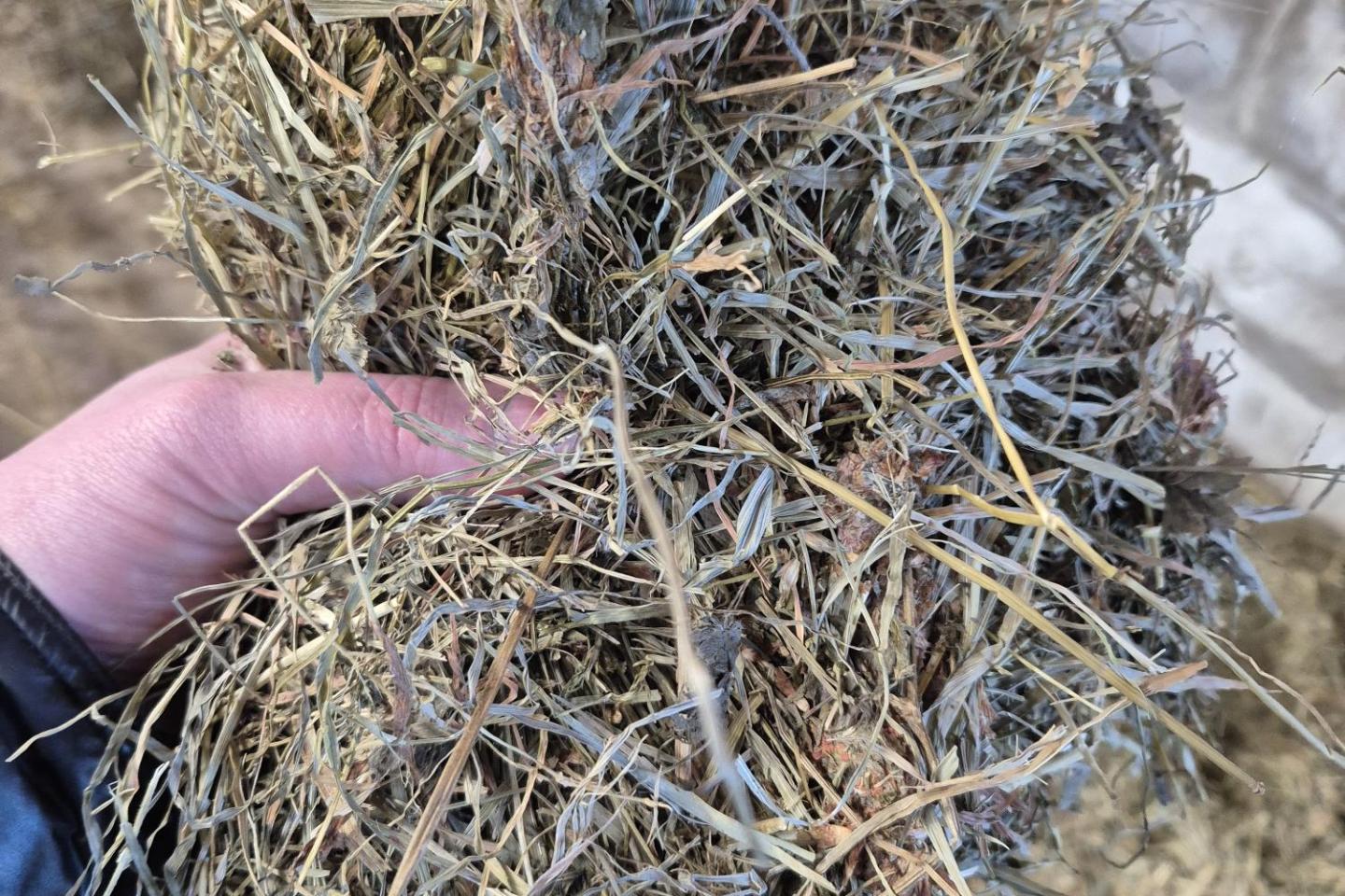 Hand som håller klöver gräs ensilage