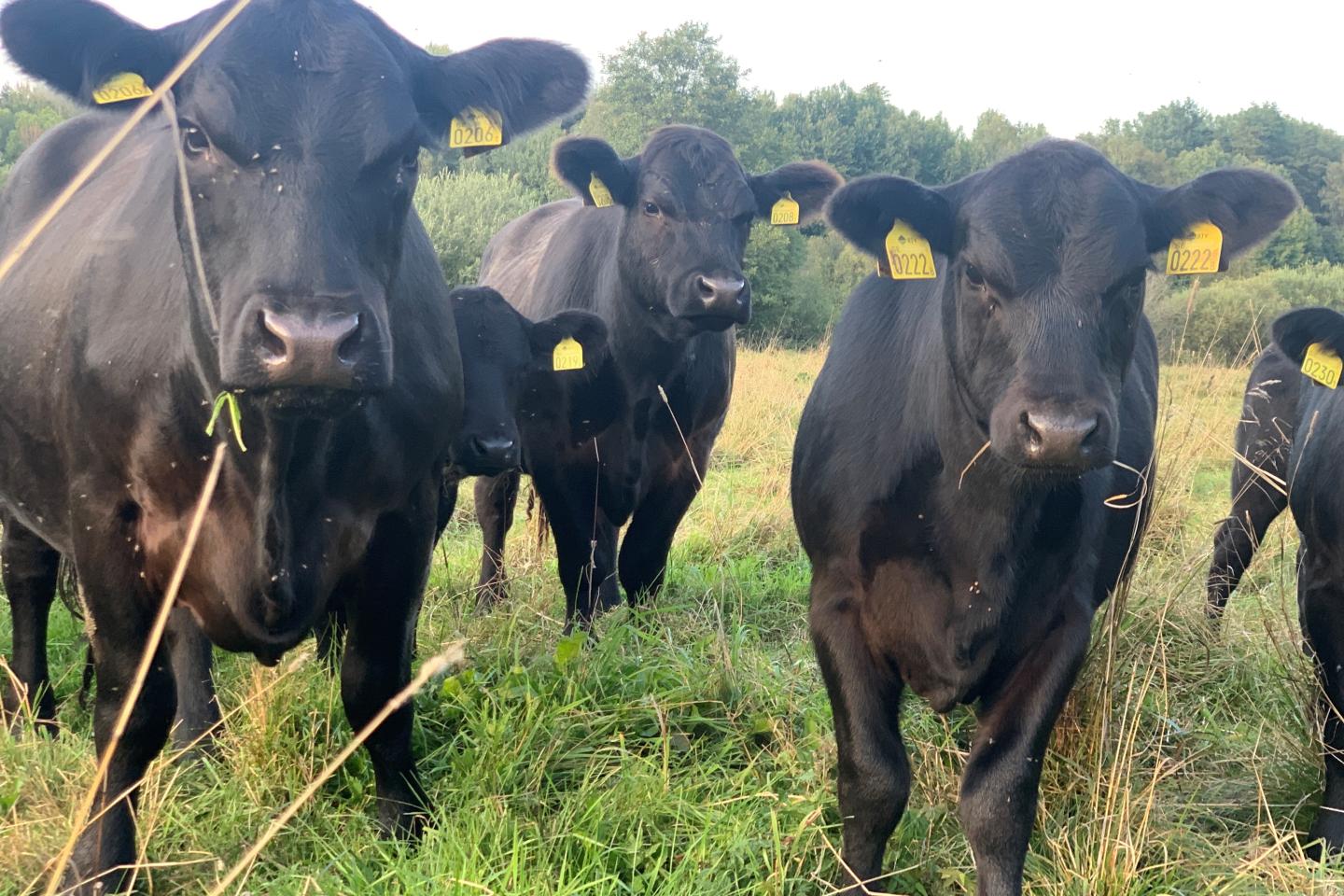 Nötkreatur på bete