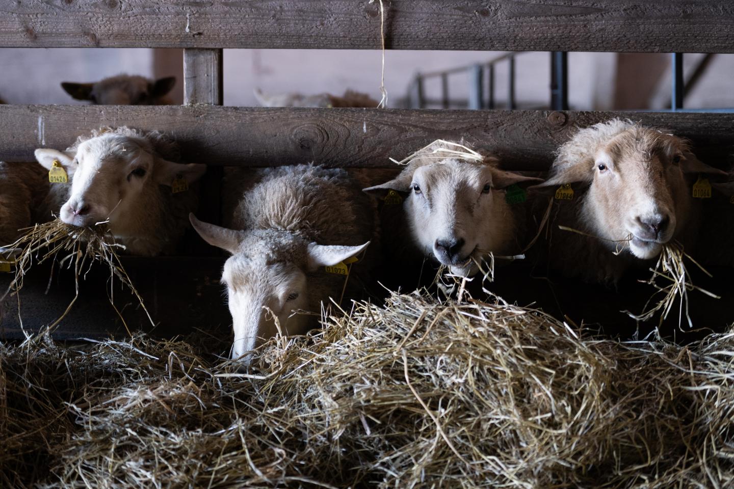 får äter ensilage