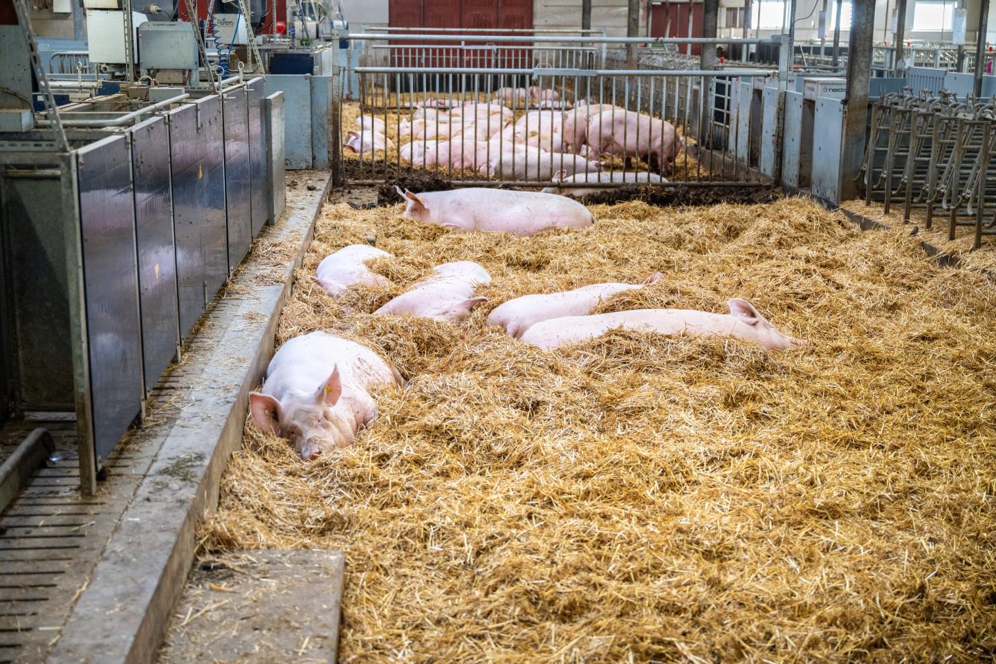 Sinsuggor i djupströbädd