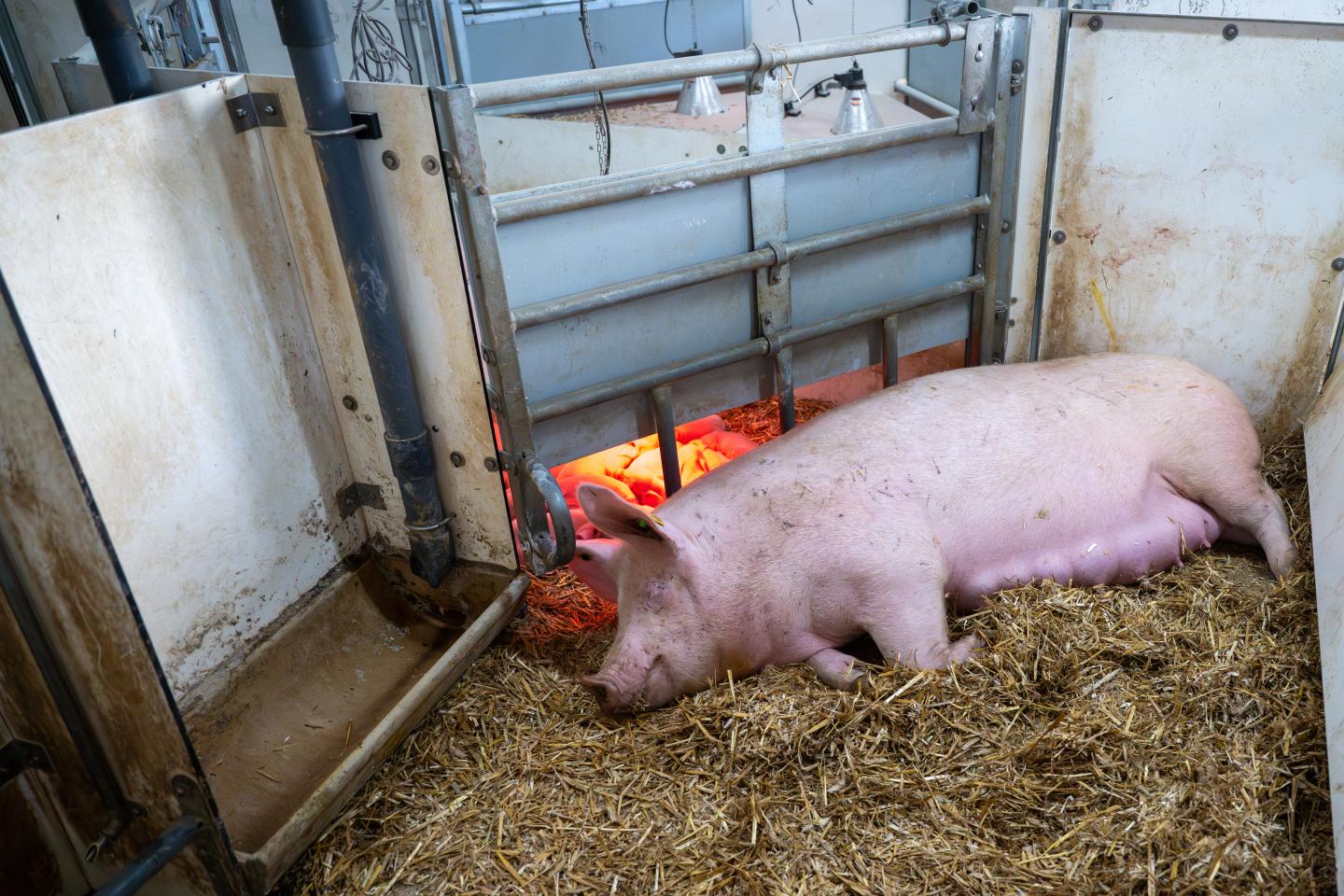 Suggan ska äta upp sin giva under grisningen samt första veckan efter grisning. Från dag 8 till avvänjning bör det finnas foder kvar vid nästa utfodring. 