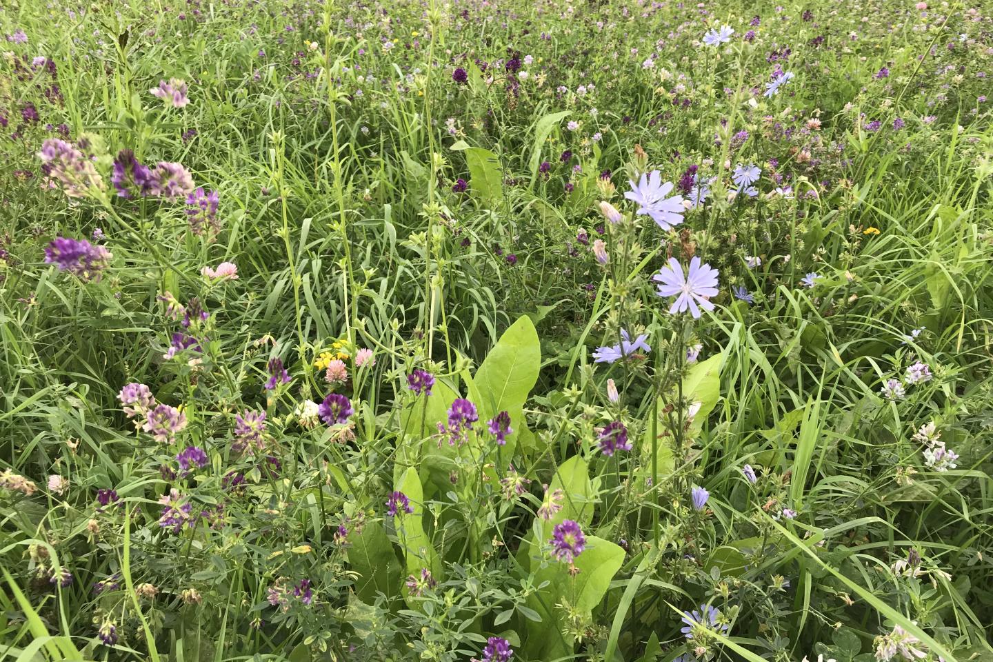 Vall med gräs och blommande baljväxter och örter