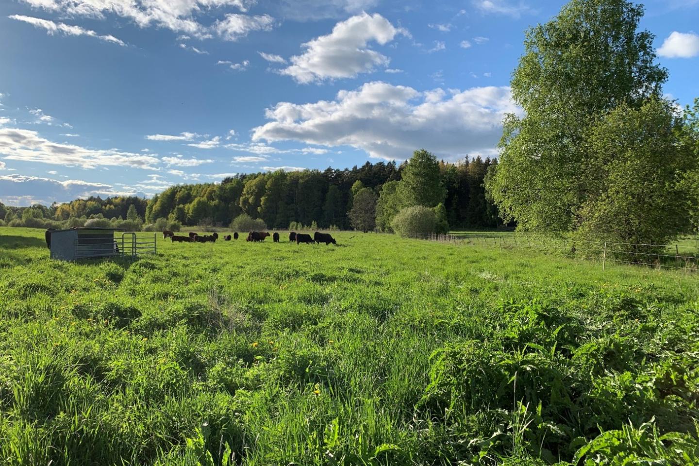 Betande nötkreatur.