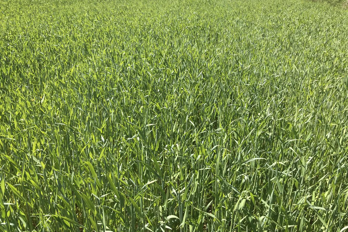 Råg i begynnande axgång i maj i Skåne. 