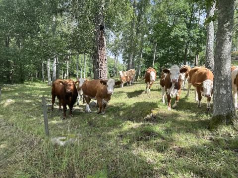 Kossor på beteskog_OR_AV