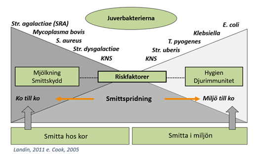 Smittvägar för olika juverinfektioner