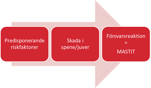 Illustration över orsakerna till mastit