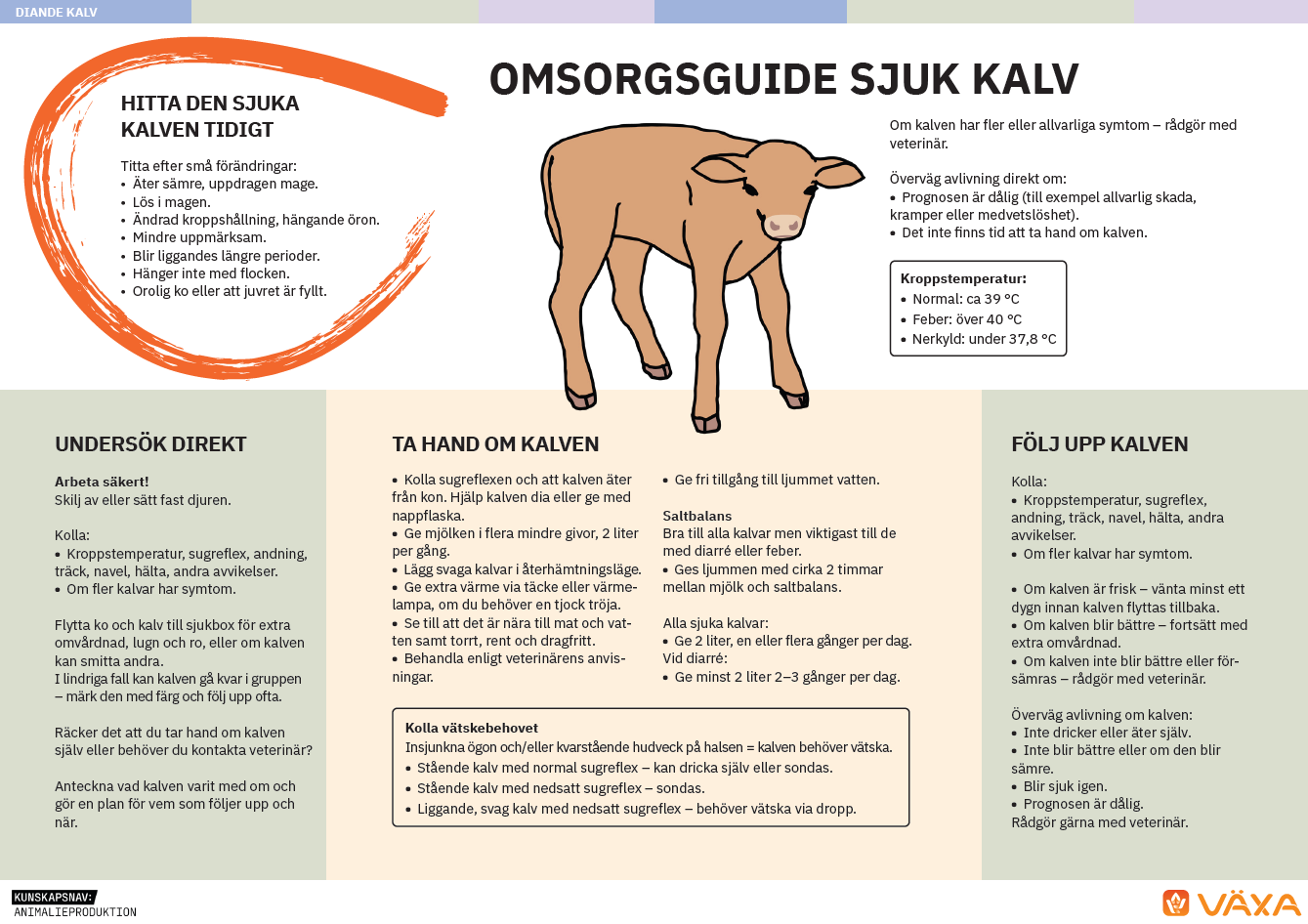 Omsorgsguide diande kalv