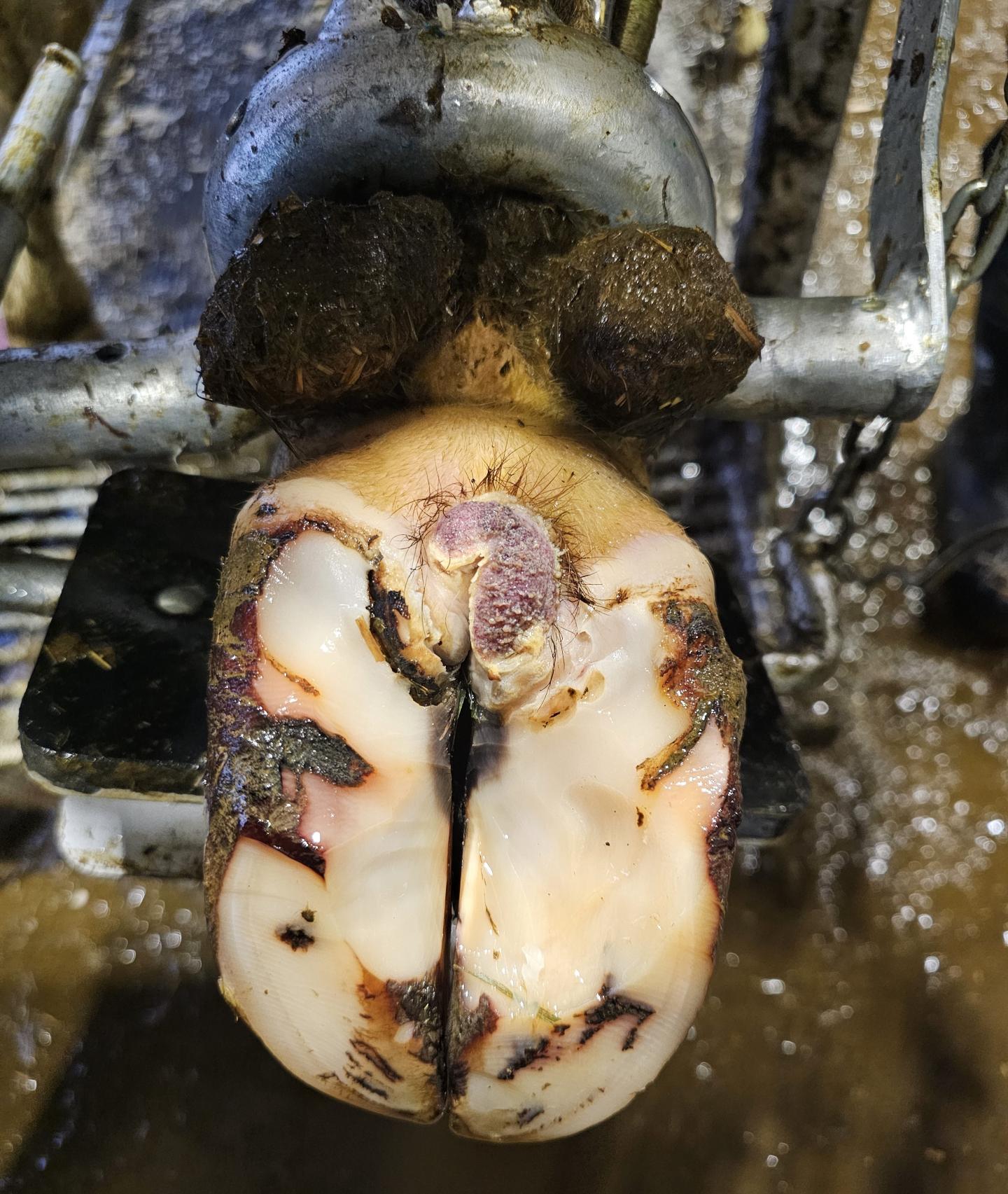 Färdigverkad klöv med digital dermatit.. 