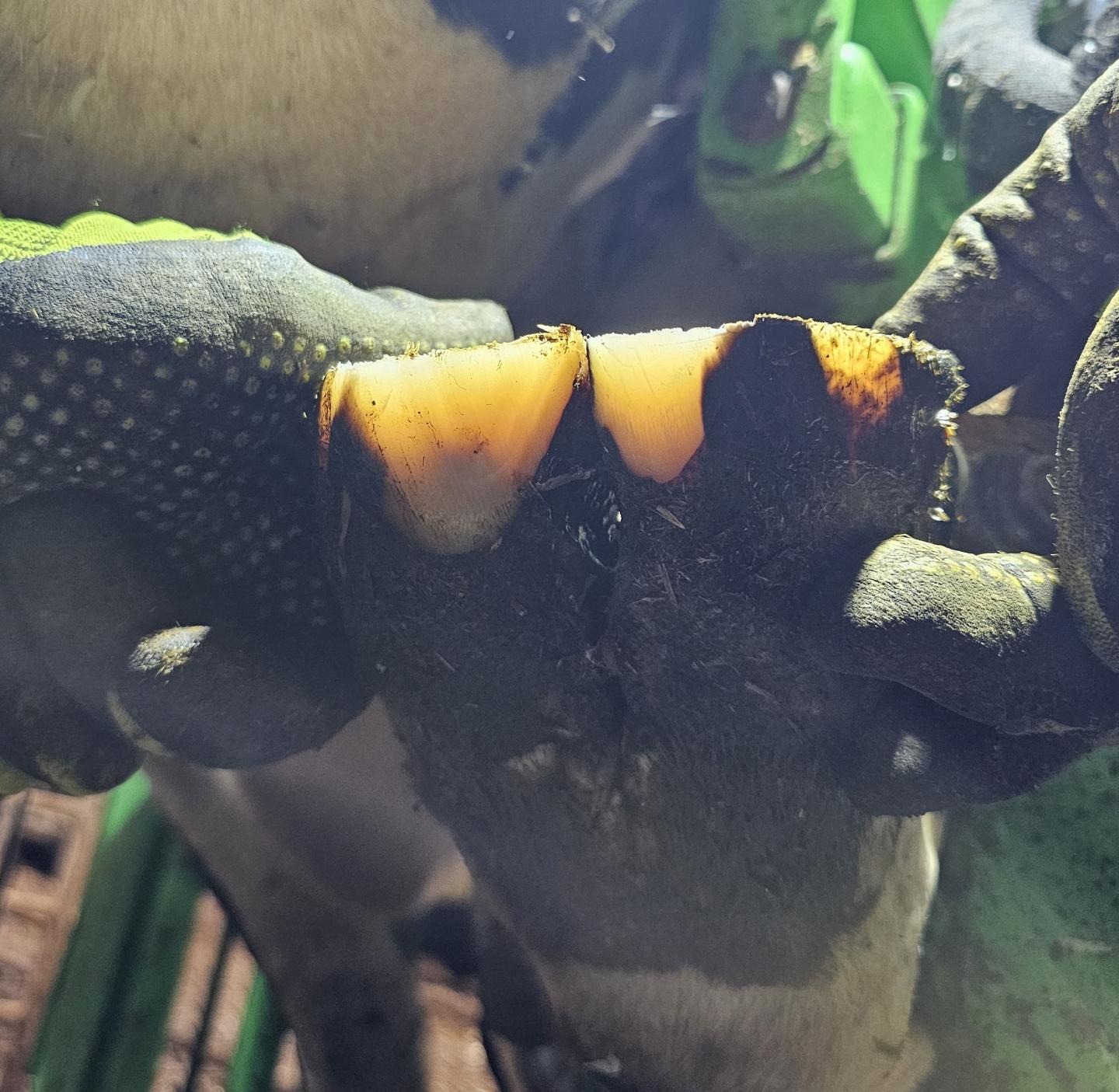 Tår kapade i 90 grader