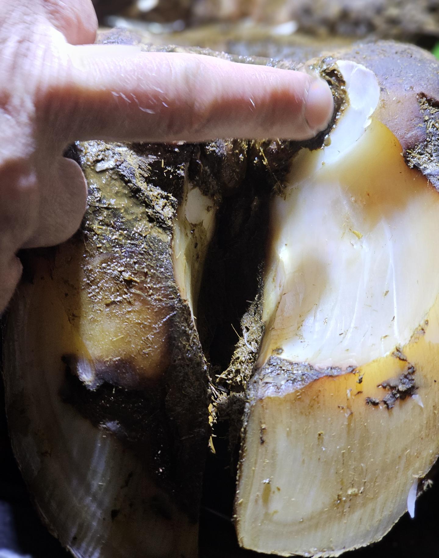 Närbild urskålning