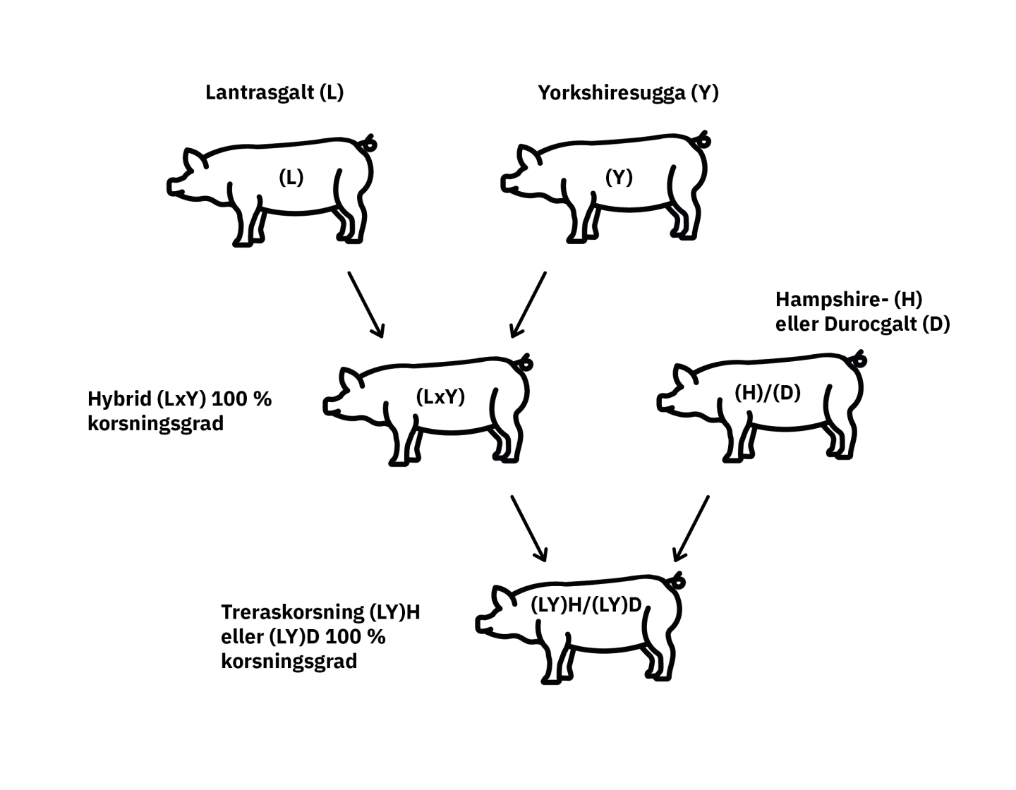 Korsningsschema för avel av grisar.