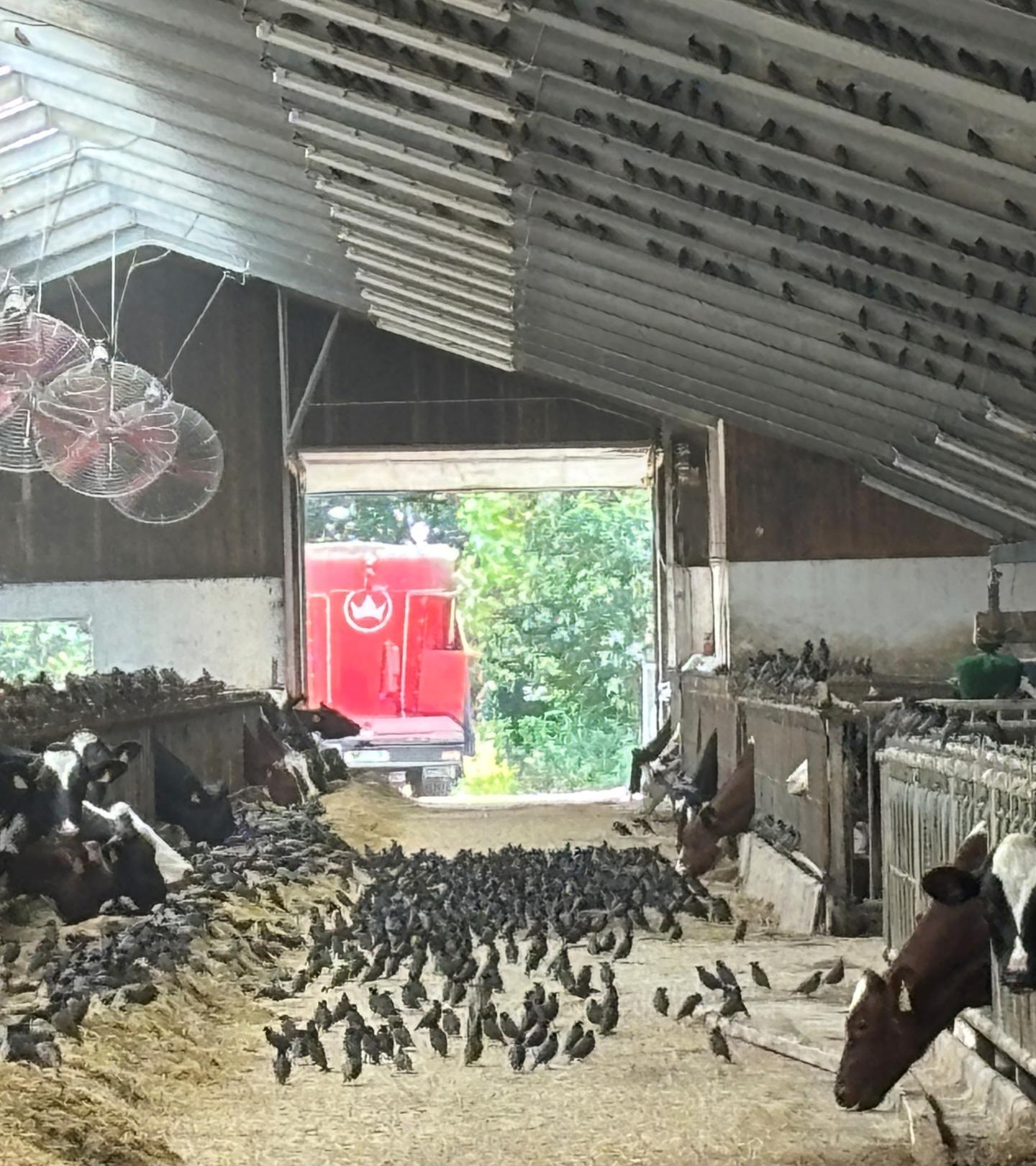 Starar på foderbordet