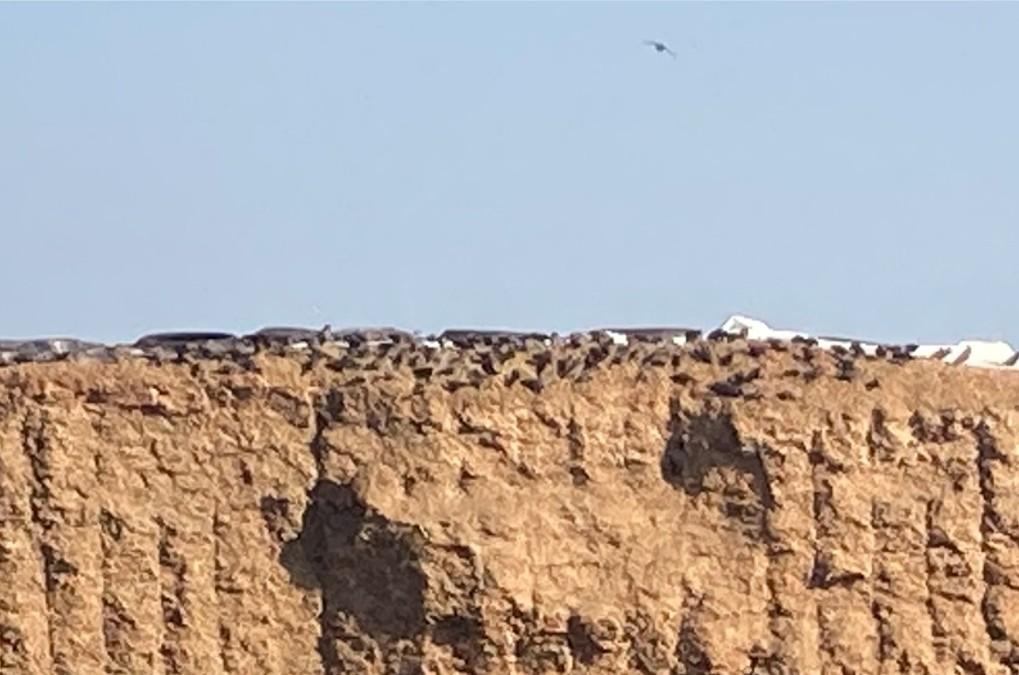 Starar på fodersilo