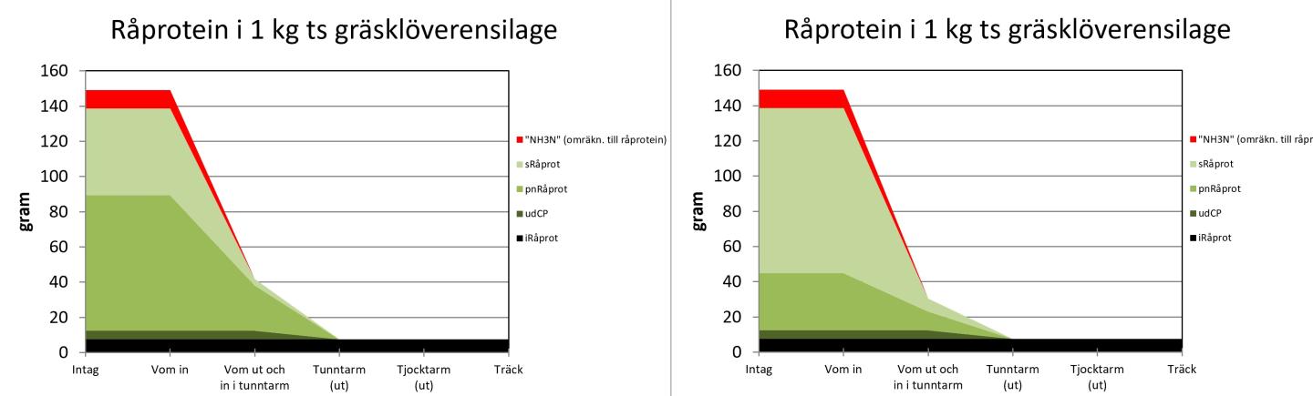 Illustration över nedbrytning av råprotein vid olika ensilage