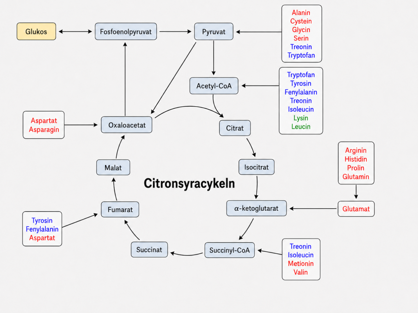 Citronsyracykeln