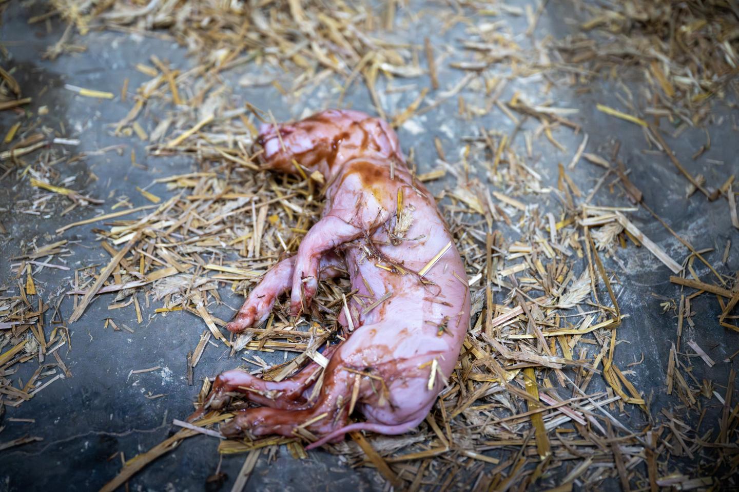 Stress under sen dräktighet kan leda till döda smågrisar. 