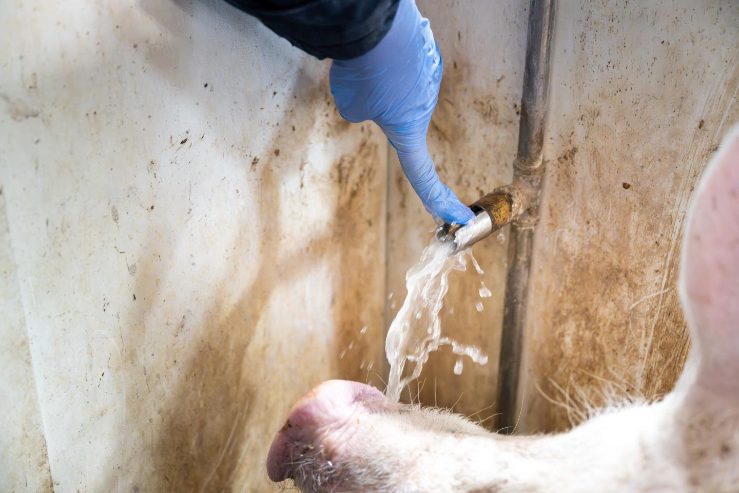 Kontroll av vattennippel till suggan. Nipplarna ska ge fyra liter per minut vid blötfodersystem och 10 liter per minut vid utfodring med torrfoder. 