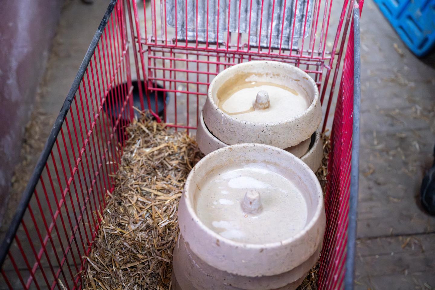 Foderhygienen är mycket viktig. Tråget och underlaget ska alltid vara rent och torrt inför varje utfodring. 