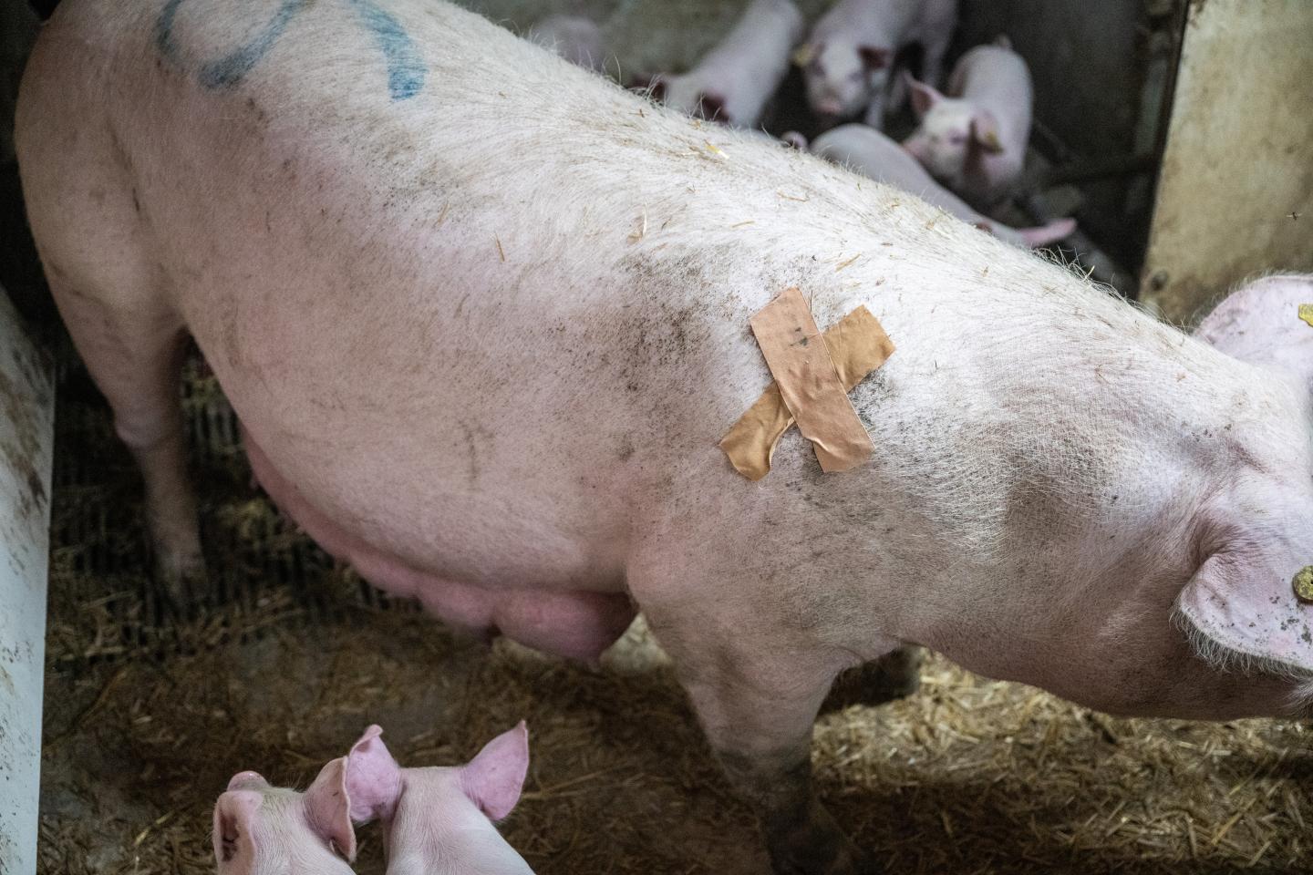  Tejpning av bogen kan bidra till att förebygga sår, men skyddar inte mot tryckskador. Komplettera alltid med axelväst, halmbädd eller gummimatta för fullt skydd.