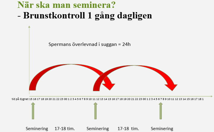 Illustration av seminering och brunstkontroll