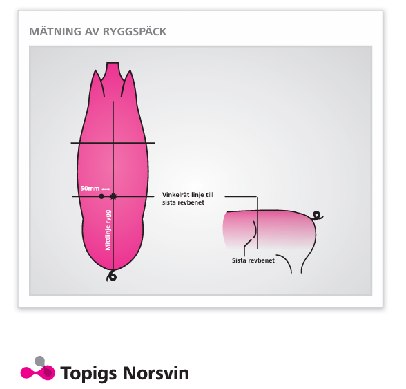 Var späckmätningen bär utföras. Illustration från TN70 Fodermanual.