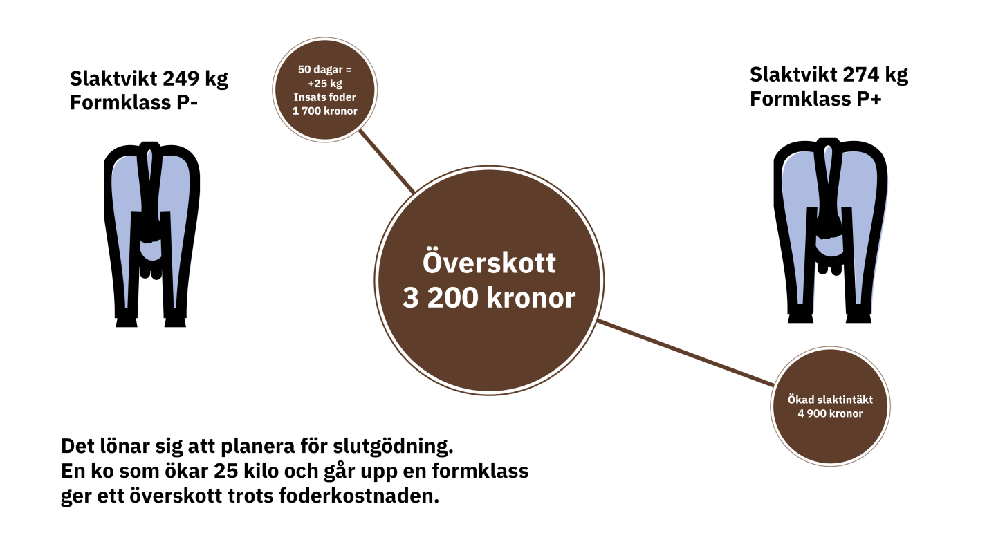 Bild på ekonomiskt överskott vid slutgödning av kor