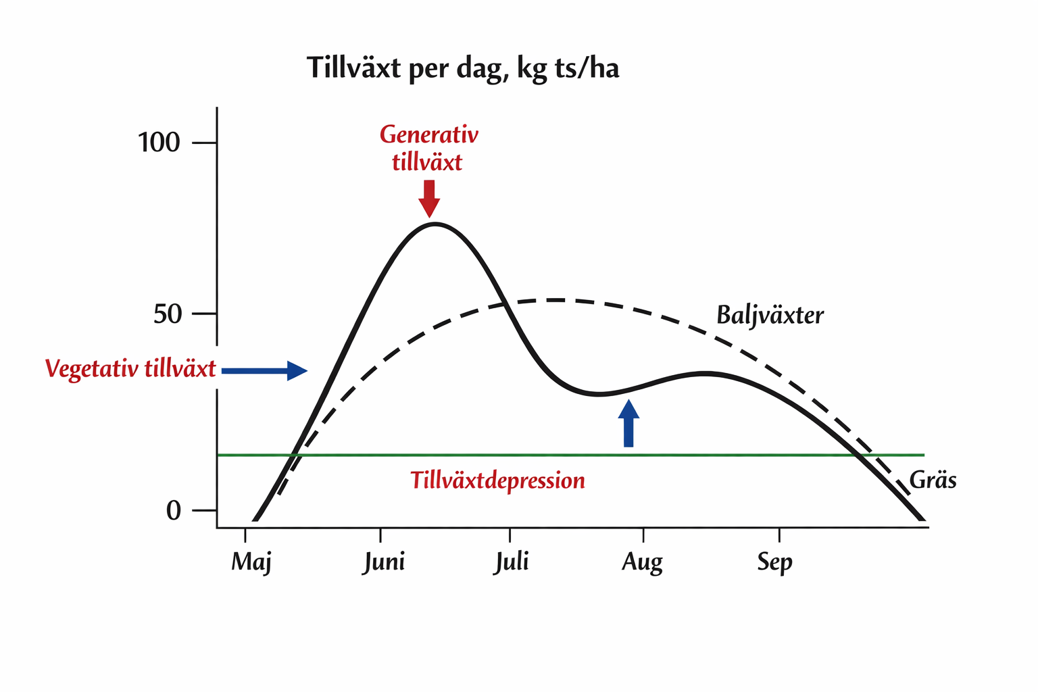 Betets tillväxt över säsongen. 