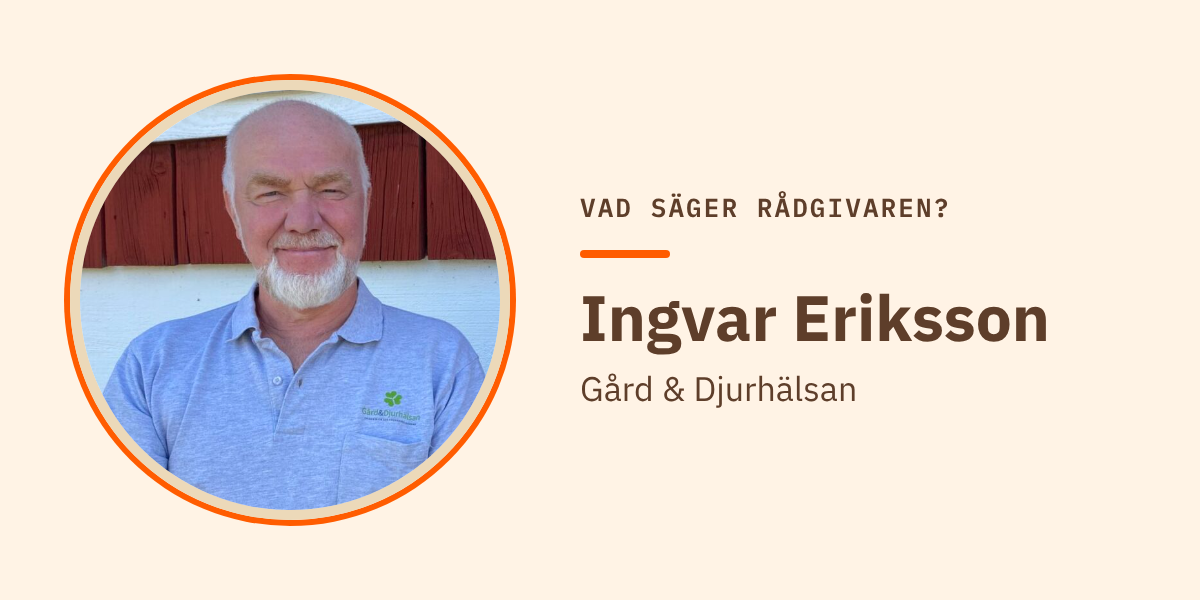 Ingvar Eriksson, rådgivare på Gård & Djurhälsan. Porträtt av en leende man med vitt skägg i ljusblå pikétröja framför en röd och vit husvägg.