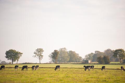 kvigor som betar i soldiset