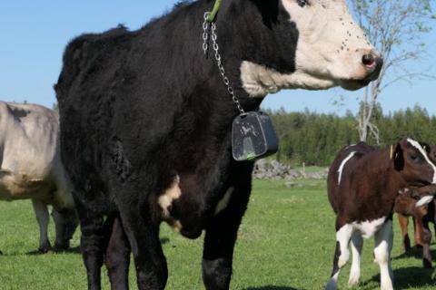 Ko med transponder för virtuella stängsel
