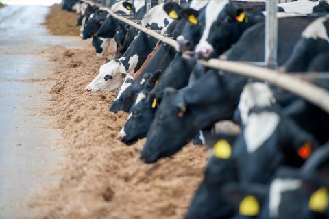 Mjölkkor som äter vid ett långt foderbord